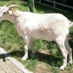 【画像】ママはヤギ、パパはヒツジ？