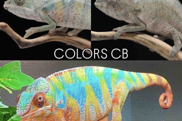 カメレオンさま専用ページ COLORS - カメレオン