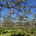 銀座カーヴ・フジキ