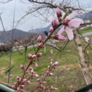 　桜満開と一緒に来るものは？