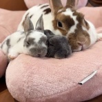 うのくらし