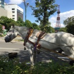 ぽん太のうさんぽ日記