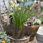 チップ・マリーへ ようこそ！