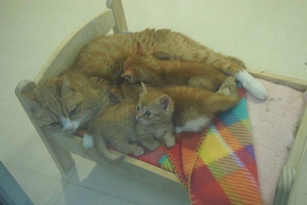 猫（マンチカン）ブリーダーのオモハウス - 猫 マンチカン ブリーダー