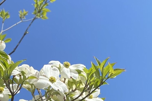 花水木の咲くころ 21年04月