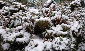 -4℃…2日続けて積雪するのは珍しい