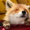 キツネとかいう欠点ゼロの動物