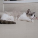 今年もやって来ました(^^)/　にゃんにゃんにゃん猫の日(=^・^=)