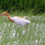 花鳥いろいろ 四季の野鳥