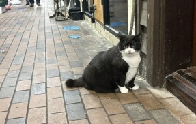 仙台にいる地域猫・ウラくん　イケメンかわいいと話題に