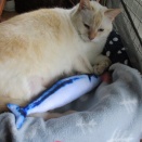 あそんでくれない