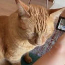 飼い主が脚のムダ毛を剃ったら愛猫が戸惑い顔「ママ、毛が消えてる！」【海外の反応】