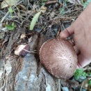 シイタケとなめこが出ている