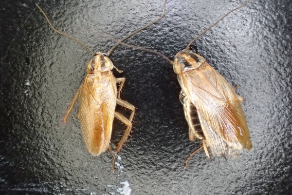 虫捕りたちのつぶやき 同定知識