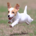 9-13-2　菊池　こまくん　4か月　南あわじドッグラン・飛行犬撮影所にて