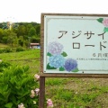ハーベストの丘の紫陽花２０２６