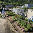 自治会花壇の世話 7月27日