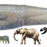 世界最大のクジラ「30m」←ロマンがないよな