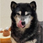 柴犬アトム🌈・黒柴アラレの日々是好日