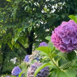 『涼しいうちに歩く！夏の早朝10分散歩』の画像