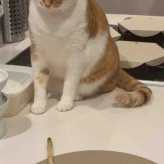 ポリポリ腸活！歯ごたえとしっとりささみで満腹感【甘辛照り焼き鶏ごぼう】