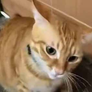 猫の動画 ねこわん！