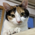 猫式ブログ～里親募集型猫カフェ
