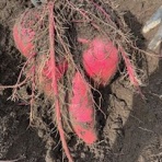 不登校365日24時間　フリースクール元気学園 ブログ