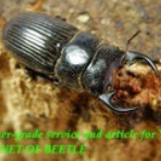 ブリーディングブログ