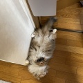落ちてるだけじゃない夏の猫