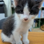 サブカル”ダディ”ガッテム日記