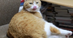 椅子でへそ天の猫。