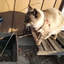 でっかいイチゴパフェ💖＠里のカフェ石川町