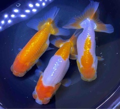 🐟金魚・メダカ入舎情報‼️