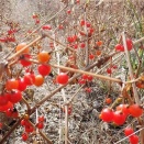 ヒヨドリジョウゴの実