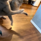 クリスマスツリーを出しました