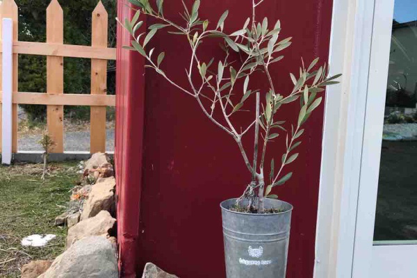 きの子のdiyガーデン オリーブ