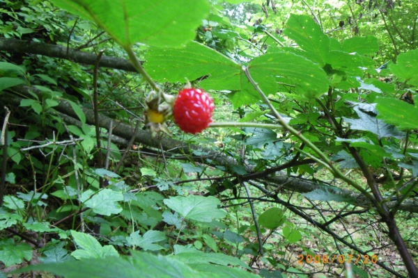 キイチゴ やんちゃオヤジ