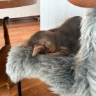 わが家には、ごめん寝のプロがいます