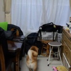 柴わんこと暮らす日々