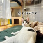 猫とお酒と日々のこと