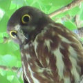2026天然記念物大銀杏でアオバズクを撮る2🦉📸（足利市鑁阿寺）