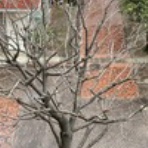 季節を巡るクラシックギターのブログ