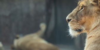 デートで「アウトドア行きたい」と言ったら入園料200円くらいのちっさな動物園に連れてこられた。