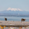 この夏「北海道」行くわｗｗ