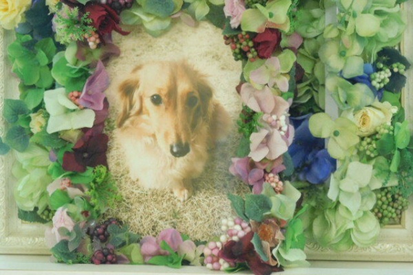 水戸ペットセレモニーのblog ペット火葬 霊園 茨城 水戸市 ペット霊園 火葬 日立市 高萩市 北茨城市