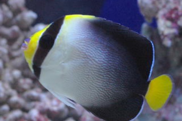 ヤッコ様　 ③ ヤッコ（中型、小型）に関する記事一覧 | ページ 2 | 生麦海水魚