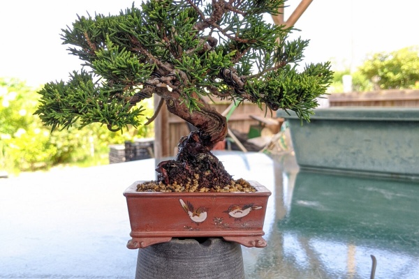 続・盆栽擬き日記 - 真柏