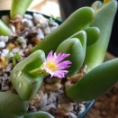 コノフィツム 開花♪