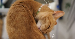回る猫の首♪